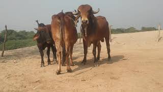 Successfull murhha horse and Cow meeting!! Excellent animals meeting bull meeting(1)