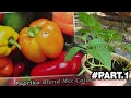 Cara Mudah Menanam Cabai PAPRIKA Di Polybag ( Persemaian & Penanaman ) PART.1