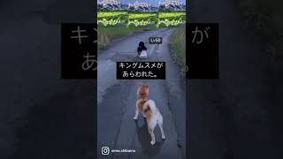 散歩中にキングムスメと遭遇🧒🐕🌀　#shorts