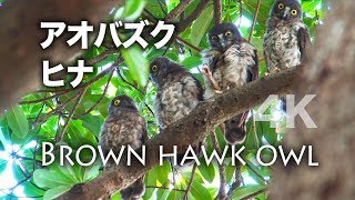 野鳥撮影・ アオバズクのヒナ4羽が整列・4K