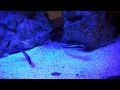 Engineer Goby (Pholidichthys leucotaenia) Night Time Mated pair