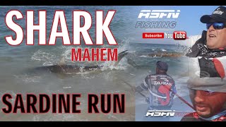 SHARK MAYHEM | Fishing the Sardine Run | ASFN Sardine Run