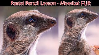 Pastel Pencil Lesson - Animal Fur Meerkat - Jason Morgan Art - Clairefontaine Pastelmat paper