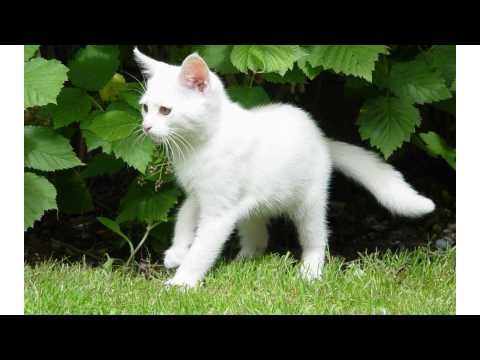 All white cat breeds All white cat breeds