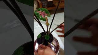 CROSS POLLINATION OF CALADIUM(HOW TO POLLINATE?)