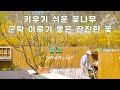 키우기 쉬운 꽃나무 | 군락이루는 꽃들 | 봄꽃나무 추천 | 송엽국, 무스카리, 명자나무, 미산딸나무, 앵두꽃, 수선화, 튤립, 조팝나무