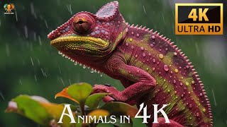 Animals in 4K Ultra HD | Discover Nature's Beauty