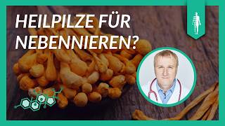 Heilpilze: Dein Geheimnis für besseren Schlaf und mehr Energie