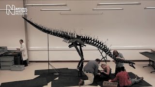 Assembling the most complete Stegosaurus in the world | Natural History Museum