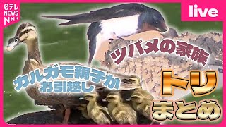 【トリまとめ】“ツバメ”の聖地・スワローズ本拠地近くに“ツバメ”の巣/動かない鳥のはずが……“水ガブ飲み”… / カルガモ親子“引っ越し大作戦”  / 　など（日テレニュース LIVE）