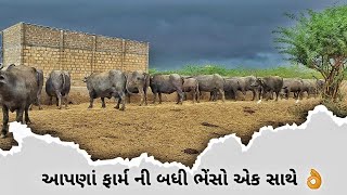 આપણા ફાર્મ ની બધી ભેંસો એક સાથે 👌❤️ #bannibuffelo #animals #farming