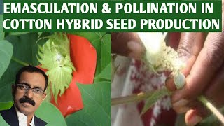 EMASCULATION AND POLLINATION IN COTTON HYBRID SEED PRODUCTION