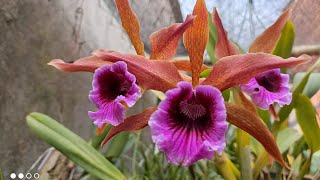 Cattleya Purpurata tenebrosa 🌸