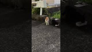 捕獲器初めての練習#shorts #保護猫