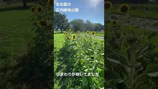 名古屋の庄内緑地公園でひまわりが咲いてました。