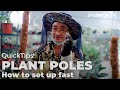 Quick Tips | Setting Up Plant Pole For Your Houseplants