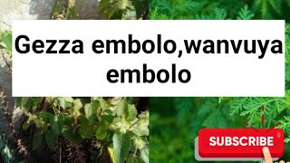 Eddagala eligezza embolo,eliwanvuya embolo eligumya embolo nga eyimye