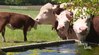 FaunaView: Courting Hereford Bull - Bronstige Koeien