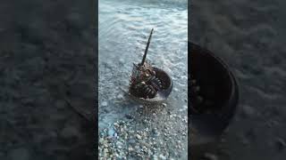 海边的鲎 The horseshoe crab at West Meadow Beach