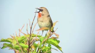 ノゴマ（2）さえずり（各原生花園） - Siberian rubythroat - Wild Bird - 野鳥 動画図鑑