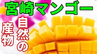 自然の産物とは思えない！宮崎完熟超高級マンゴーを切ってみた キャラメルみたいな色の太陽のタマゴ マンゴーの切り方 皮をむいたら美味すぎた