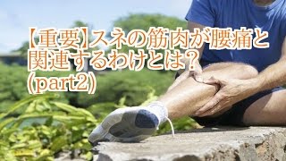 【さいたま市　腰痛　坐骨神経痛　整体】（重要）スネの筋肉が腰痛と関連するわけとは？(part2)