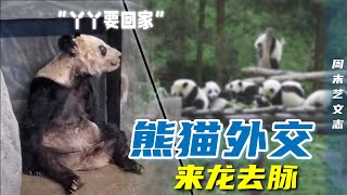 旅美熊猫丫丫牵动全球网友！吃不饱？被虐待？中国大熊猫在其他国家生活的如何？熊猫外交的来龙去脉！|《周末艺文志》百一十三