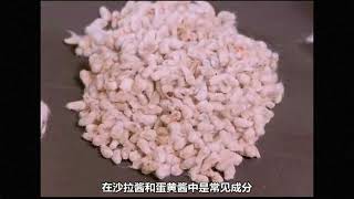 小科普先生 - 棉花加工过程 Cotton Processing