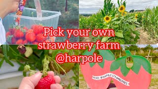 Strawberry picking with kids at Harpole PYO strawberry farm | Family day out | Maize Maze fun