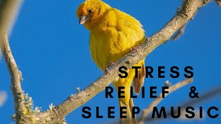 Meditation Music (Royalty-Free Music) - Relaxing / Healing / Stress Relief / Sleep music @DS music