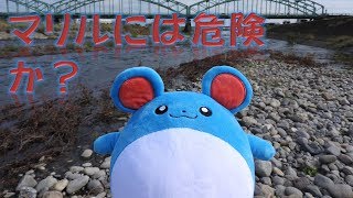 【ポケモンぬいぐるみ紀行】転ぶマリル（渡良瀬河川公園の河原にて）