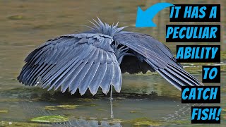 Black Heron: Meet the African bird that makes an umbrella out of its wings for fishing.