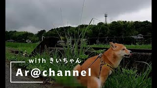 マメシバ（犬）とただただ散歩するだけの動画。