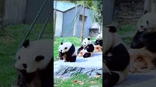 笑不活了，别总说摆拍好吗？ #熊猫 #panda #熊猫宝宝 #大熊猫