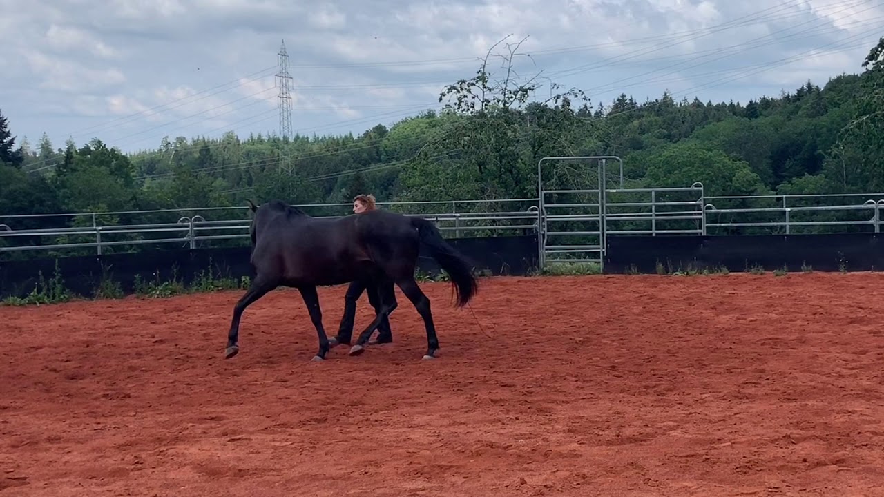 Freiheitsdressur Youtube