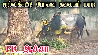 PR அய்யா மாடு🚩|| #ஆச்சா அவனியாபுரம் collection point video💥@Pattavanjallikattu