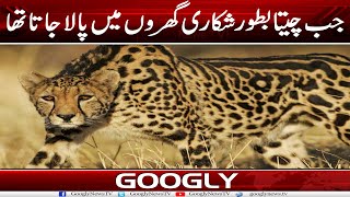 Jub Cheeta Bataur Shikari Gharon Mein Pala Jata Tha | Googly News TV