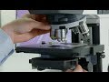 How-to: Transmitted Light Imaging - ZEISS Axioscope 5