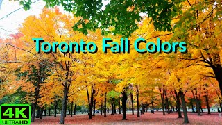 【4K】TORONTO HIGH PARK FALL COLORS | BEST FALL WALKS TORONTO