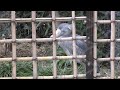 today s shoebill 　　1月 14日 撮影