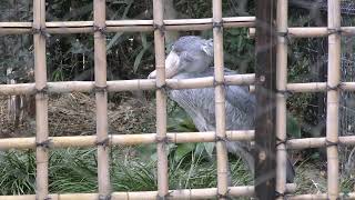 Today's shoebill 　　1月 14日 撮影