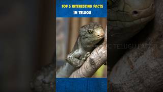 Top 5 Interesting Facts #12 | Amazing Telugu Facts | #shortsfeed #facts #shorts #shortsviral #viral