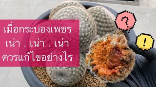 วิธีแก้ไขอย่างง่าย…เมื่อกระบองเพชรป่วย | PB CACTUS Channel