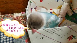 白内障になったボタンインコ