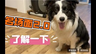 边牧名场面2 0上线 正钻看过了，来表演个倒钻—border collie Mia