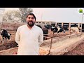 bachra farming business idea in pakistan 💥 bachra farming💯 cattle farming in pakistan 🇵🇰 cowmandi