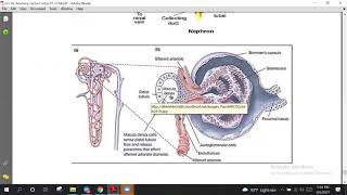 MRCOG Part - 1 Course | Anatomy- Kidney | The Dr Academy - Dhaka (Bangladesh)