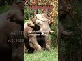 arikomban ❤ wild tusker malayalam motivational quotes 💌 whatsapp status shorts arikomban