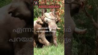 ARIKOMBAN ❤ Wild Tusker Malayalam Motivational Quotes 💌 WhatsApp Status #shorts #arikomban