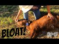 Treating a Calf for Bloat